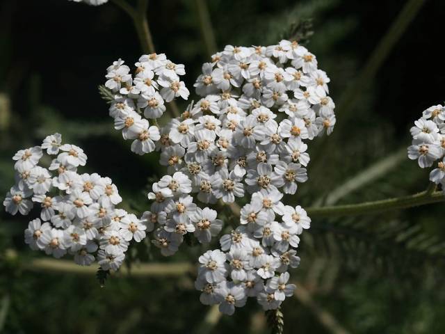 عکسهای بومادران Achillea millefolium Yarrow Asteraceae 7